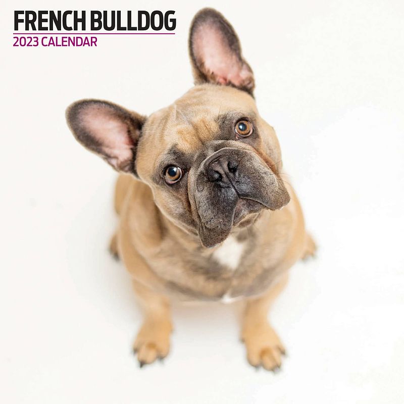 Foto van Franse bulldog kalender 2023 modern