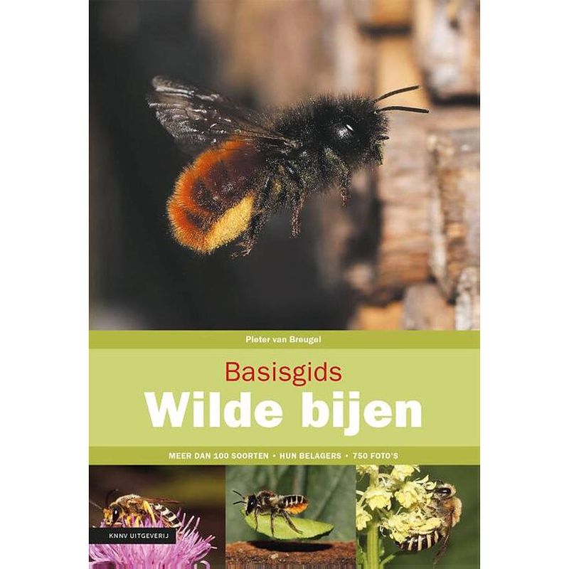 Foto van Basisgids wilde bijen