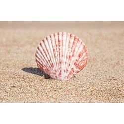 Foto van Inductiebeschermer - seashell - 58x52 cm