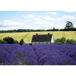 Foto van 2 stuks tuinschilderij france lavender 50x70cm