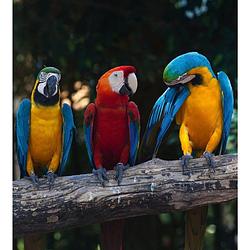 Foto van Dimex colourful macaw vlies fotobehang 225x250cm 3-banen