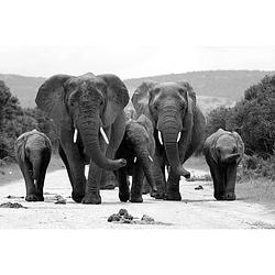 Foto van Inductiebeschermer - olifantenkudde - 75x52 cm