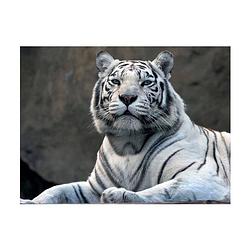 Foto van Artgeist bengaalse tijger in dierentuin vlies fotobehang 300x231cm 6-banen