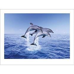 Foto van Pyramid dolphin trio kunstdruk 50x40cm