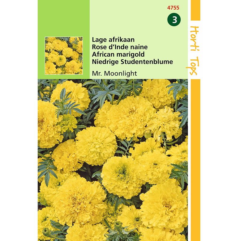 Foto van Hortitops - 2 stuks tagetes erecta nana mr. moonlight