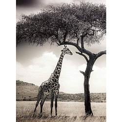 Foto van Wizard+genius giraffe safari vlies fotobehang 192x260cm 4-banen