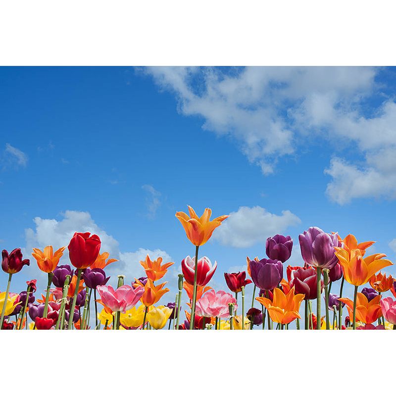 Foto van Inductiebeschermer - spring flowers - 60x60 cm