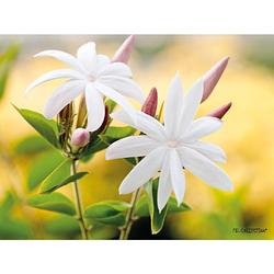 Foto van 2 stuks tuinschilderij wild flower close up 50x70cm