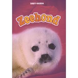 Foto van Zeehond - baby-dieren