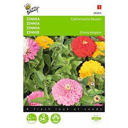 Foto van 2 stuks zinnia elegans californische reuzen gemengd