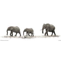 Foto van Pyramid mario moreno the elephants poster 91,5x30,5cm