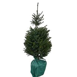 Foto van Kerstboom warentuin picea omorika 80 - 100 cm in pot warentuin natuurlijk