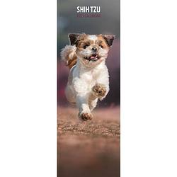 Foto van Shih tzu kalender 2023 slimline