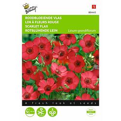 Foto van 2 stuks linum rubrum grandiflorum rood