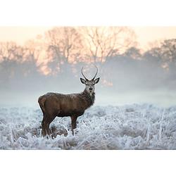 Foto van Inductiebeschermer - edelhert in de winter - 82x52 cm