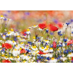 Foto van Tuinschilderij wild flower mixed 70x130cm