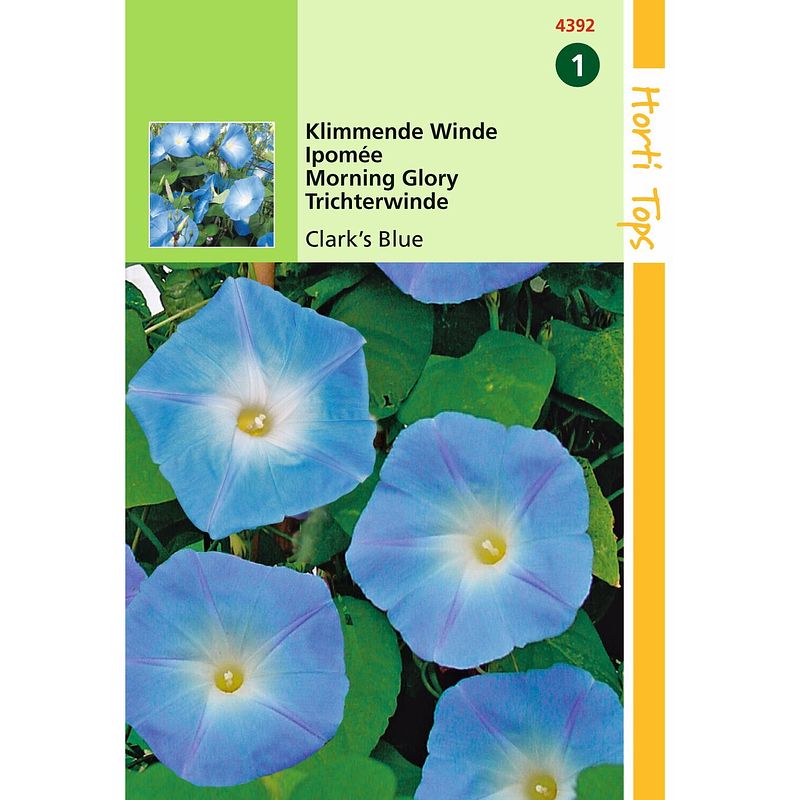 Foto van Hortitops - 2 stuks ipomoea tricolor rubro c. clark s blue