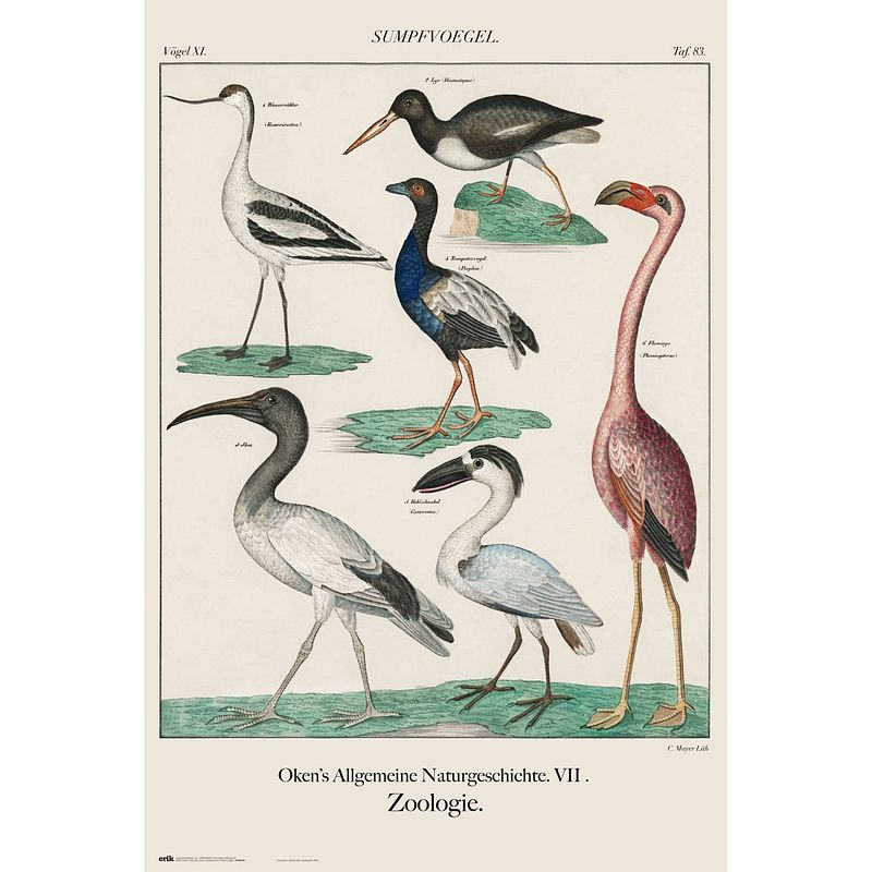 Foto van Grupo erik vintage birds poster 61x91,5cm