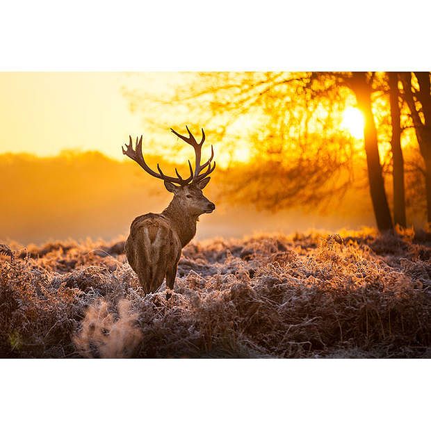 Foto van Spatscherm hert in de ochtend - 120x80 cm