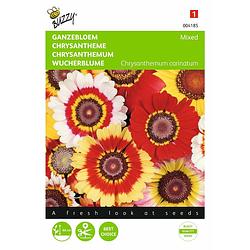 Foto van 2 stuks chrysanthemum carinatum gemengd