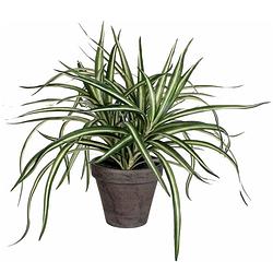 Foto van Dracaena kunstplant groen in grijze pot h34 cm x d40 cm - kunstplanten