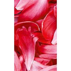 Foto van Dimex red petals vlies fotobehang 150x250cm 2-banen