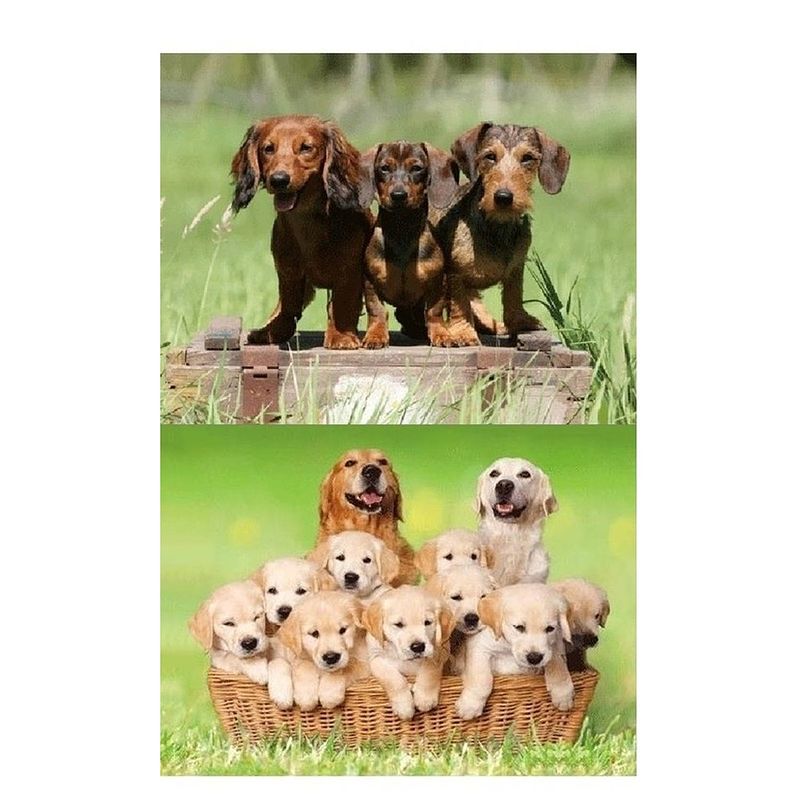 Foto van 2x dieren magneten 3d honden - magneten