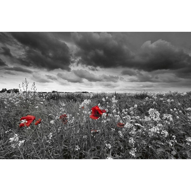 Foto van Dimex poppies black vlies fotobehang 375x250cm 5-banen