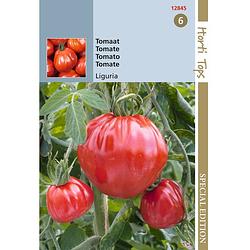 Foto van Hortitops - 3 stuks hts tomaat liguria