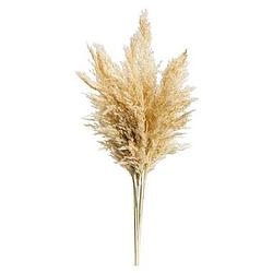 Foto van Pampas pluim vinz - naturel - 75 cm - leen bakker