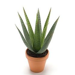 Foto van Kunstplant aloe vera groen in terracotta pot 23 cm - kunstplanten