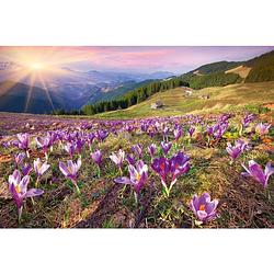 Foto van Dimex crocuses at spring vlies fotobehang 375x250cm 5-banen