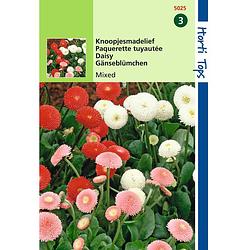 Foto van Hortitops - 2 stuks bellis perennis pomponette gemengd