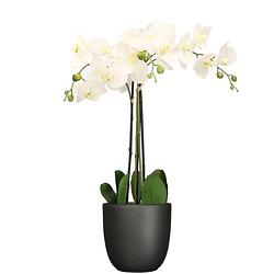 Foto van Orchidee kunstplant wit - 75 cm - inclusief bloempot zwart mat - kunstplanten