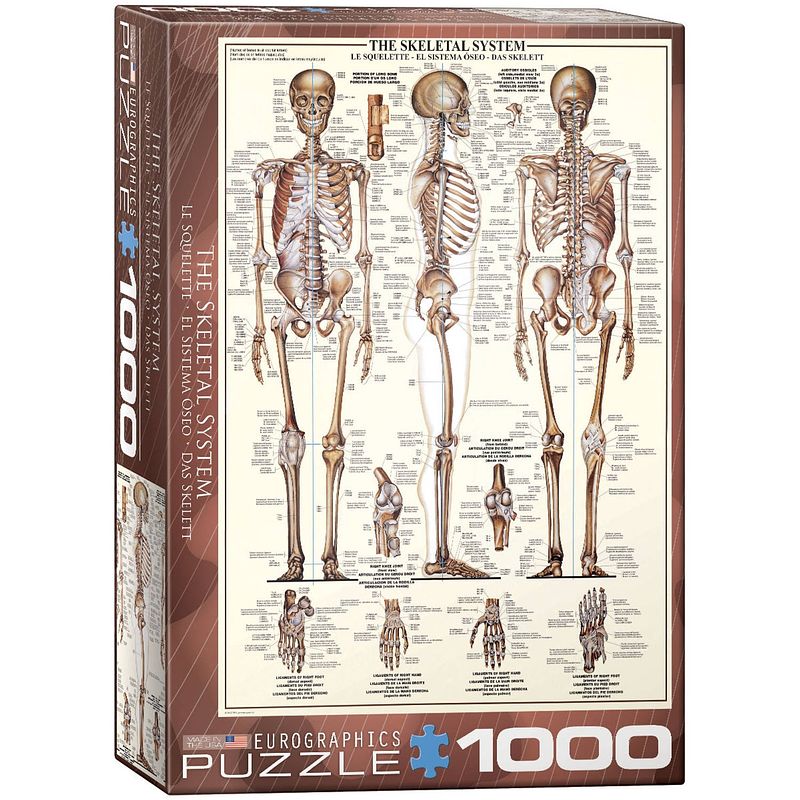 Foto van Eurographics puzzel skeletal system - 1000 stukjes