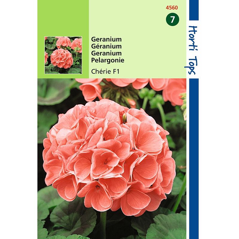 Foto van 2 stuks - hortitops - pelargonium f1 cherie zalm rose