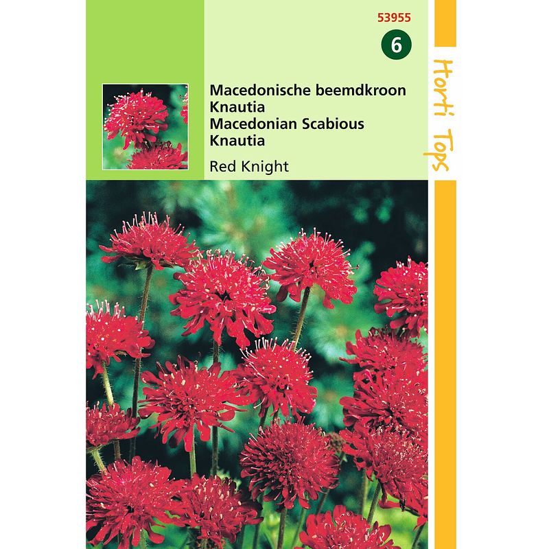 Foto van Hortitops - 2 stuks knautia macedonica red knight