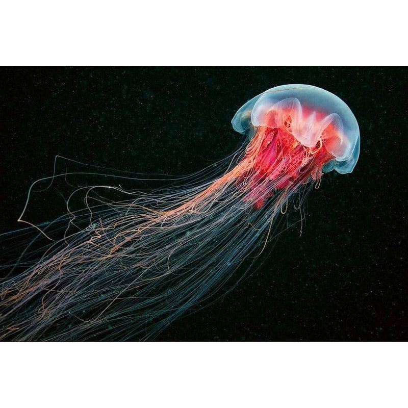 Foto van Wizard+genius jellyfish vlies fotobehang 384x260cm 8-banen