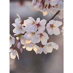 Foto van Wizard+genius cherry blossoms vlies fotobehang 192x260cm 4-banen