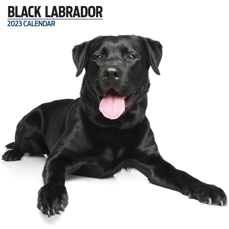 Foto van Labrador retriever zwart kalender 2023 modern