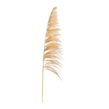 Foto van Pampas pluim sem - beige - 160 cm - leen bakker