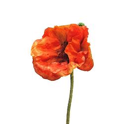 Foto van Papaver nudicaule orange open flower 70 cm kunstbloemen