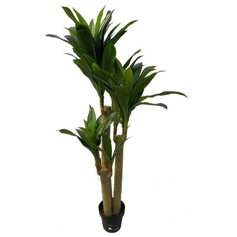 Foto van Dracaena real touch zijden kunstplant 155cm