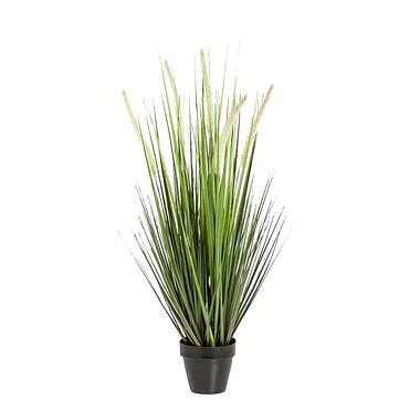 Foto van Alopecurus gras in pot - groen - 69 cm - leen bakker