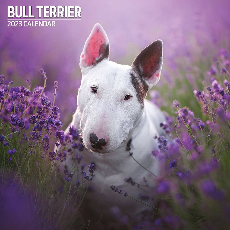 Foto van Bull terrier kalender 2023