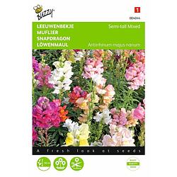 Foto van 2 stuks antirrhinum majus nanum gemengd