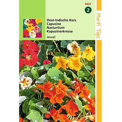 Foto van 2 stuks tropaeolum jewel dubbelbl. gemengd laag