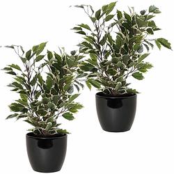 Foto van 2x stuks groen/witte ficus kunstplanten 40 cm met plantenpot zwart d13.5 en h12.5 cm - kunstplanten