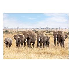 Foto van Dieren kinderkamer poster afrikaanse olifanten op savanne 84 x 59 cm - posters