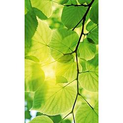 Foto van Dimex green leaves vlies fotobehang 150x250cm 2-banen